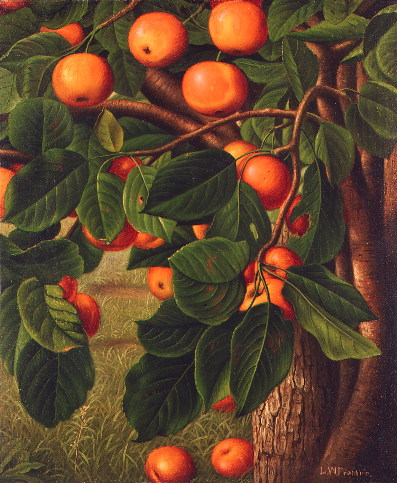 Crab Apples Hanging From A Tree